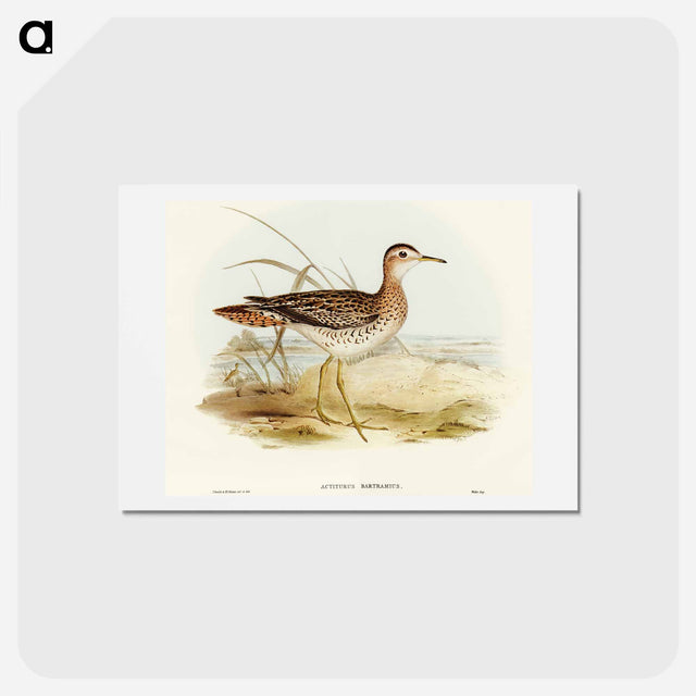 アートポストカード-Bartram's Sandpiper
 - オーストラリアの鳥 Postcard.