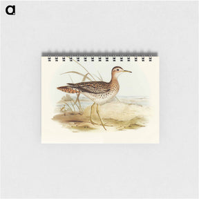 アートメモ帳-Bartram's Sandpiper
 - オーストラリアの鳥 Memo.