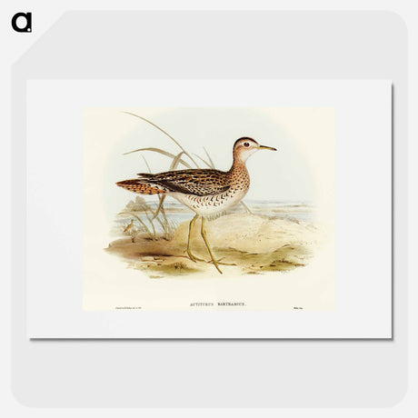 アートポスター-Bartram's Sandpiper
 - オーストラリアの鳥 Poster.