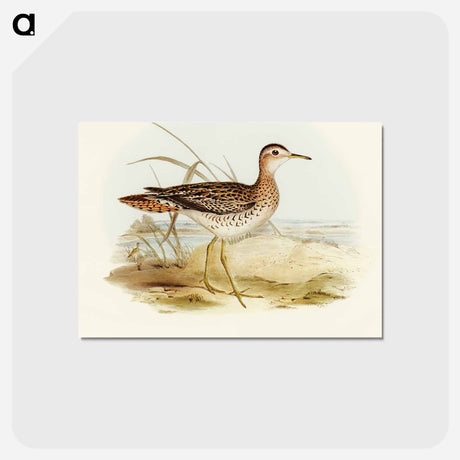 アートポストカード-Bartram's Sandpiper
 - オーストラリアの鳥 Postcard.