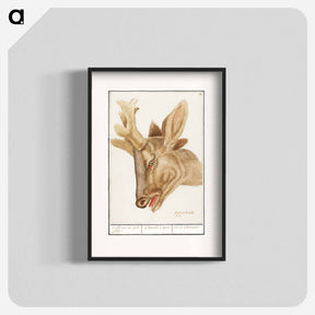アートポスター-Head of a deer - アンセルムス ボエティウス デ ブート Poster.
