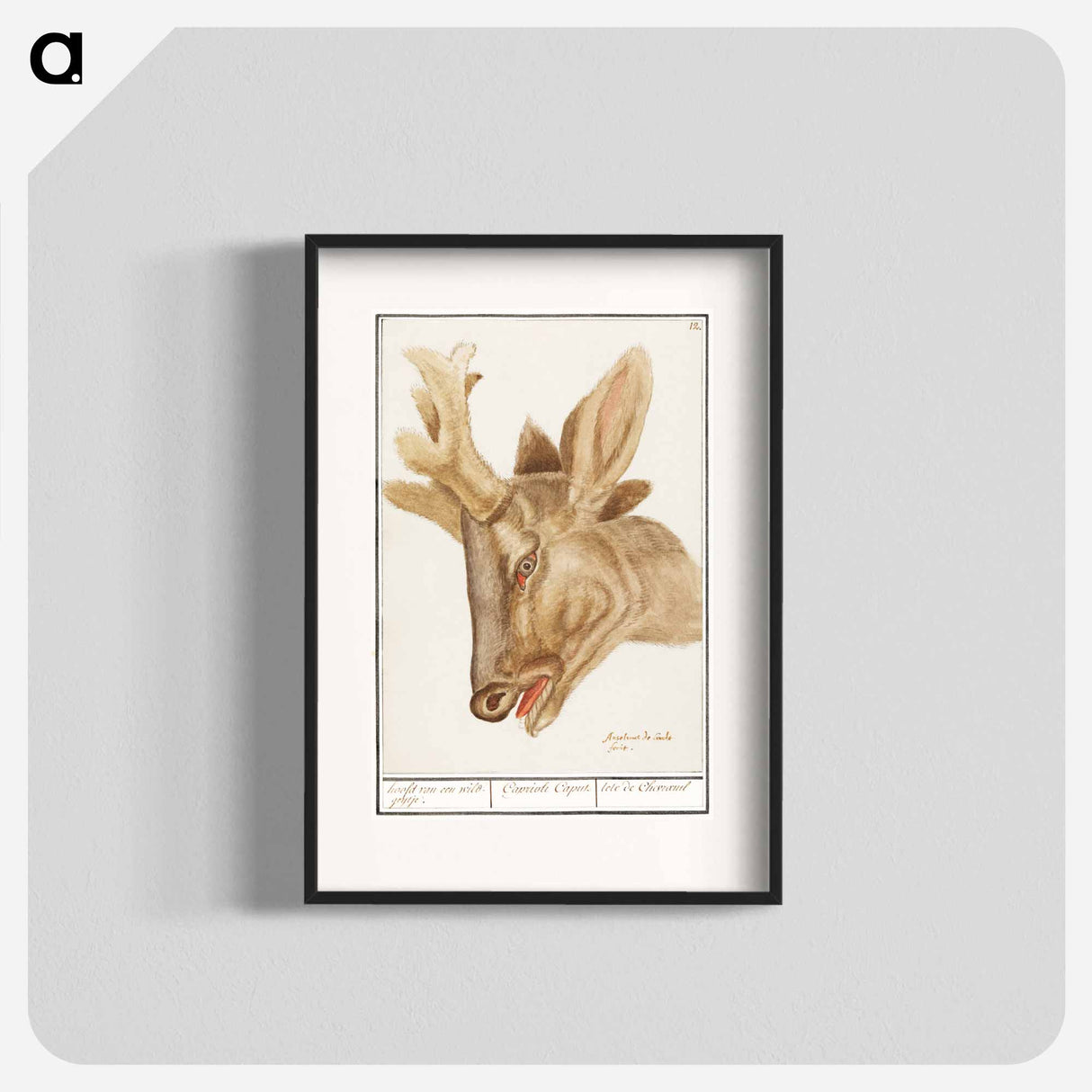 Head of a deer - アンセルムス ボエティウス デ ブート Poster.