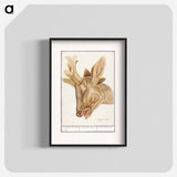 Head of a deer - アンセルムス ボエティウス デ ブート Poster.