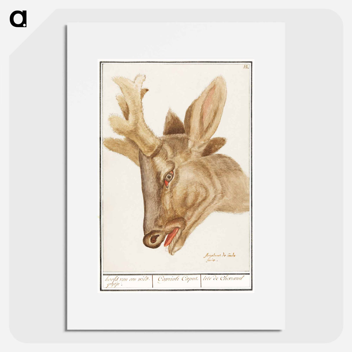 Head of a deer - アンセルムス ボエティウス デ ブート Poster.