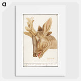 Head of a deer - アンセルムス ボエティウス デ ブート Poster.