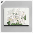 アートパネル-White Cape-Coast Lily
 - クリーブランド美術館 Canvas.