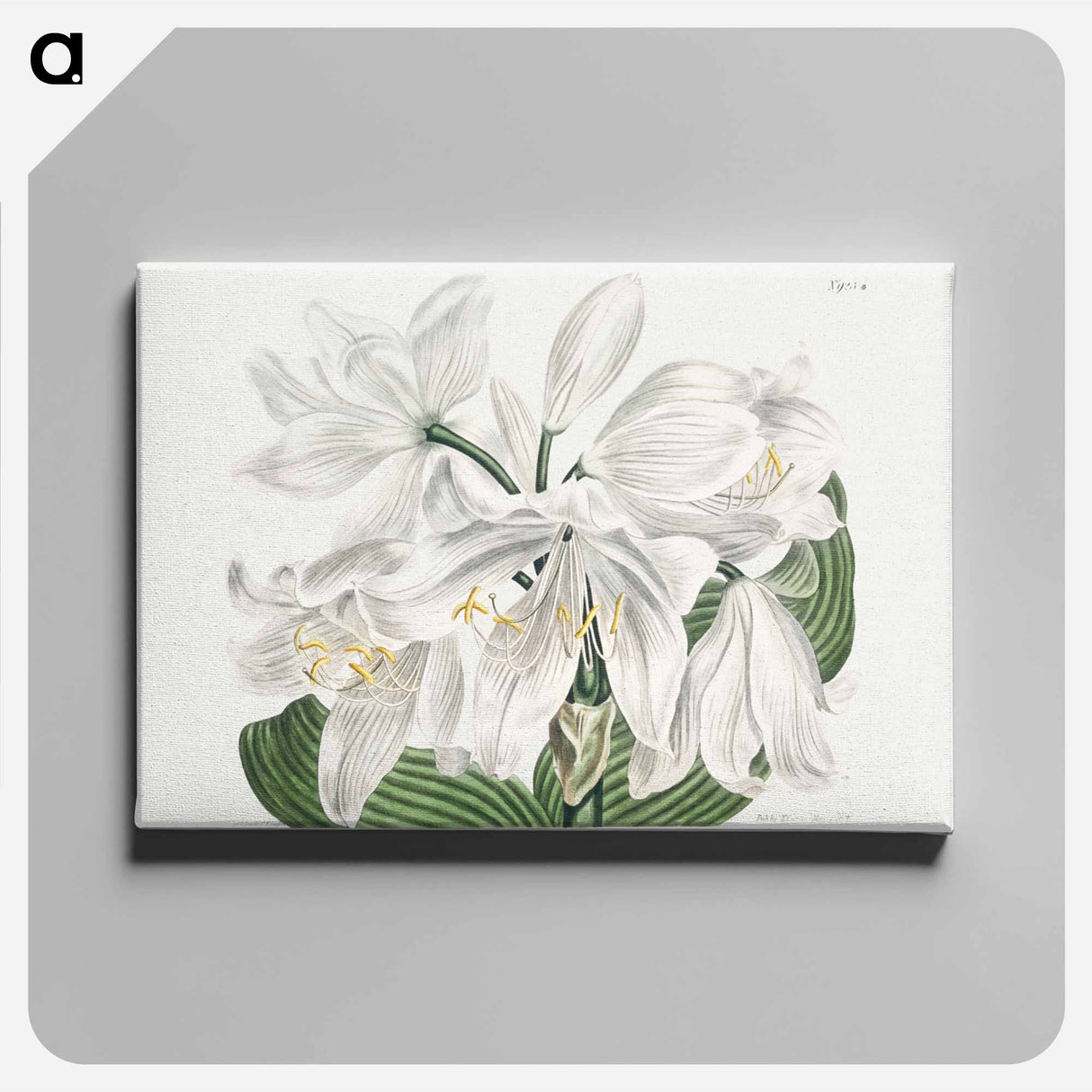 アートパネル-White Cape-Coast Lily
 - クリーブランド美術館 Canvas.