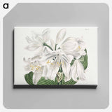アートパネル-White Cape-Coast Lily
 - クリーブランド美術館 Canvas.
