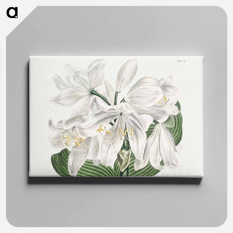 アートパネル-White Cape-Coast Lily
 - クリーブランド美術館 Canvas.