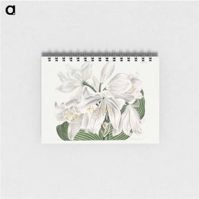アートメモ帳-White Cape-Coast Lily
 - クリーブランド美術館 Memo.