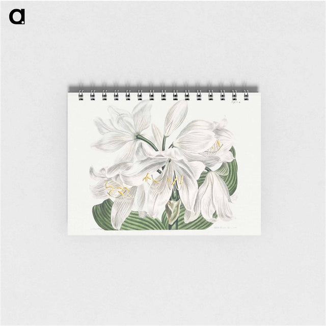 アートメモ帳-White Cape-Coast Lily
 - クリーブランド美術館 Memo.