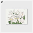 アートポストカード-White Cape-Coast Lily
 - クリーブランド美術館 Postcard.