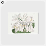 アートポストカード-White Cape-Coast Lily
 - クリーブランド美術館 Postcard.