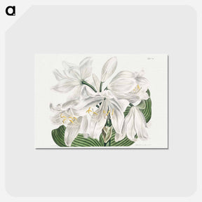 アートポストカード-White Cape-Coast Lily
 - クリーブランド美術館 Postcard.