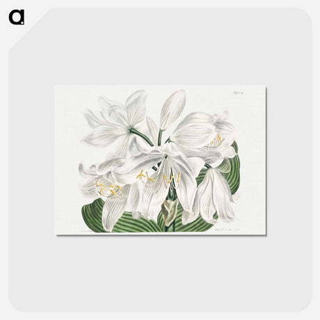 アートポストカード-White Cape-Coast Lily
 - クリーブランド美術館 Postcard.