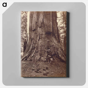 アートパネル-U.S. Grant Tree
 - エドワード マイブリッジ Canvas.