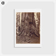 アートポストカード-U.S. Grant Tree
 - エドワード マイブリッジ Postcard.