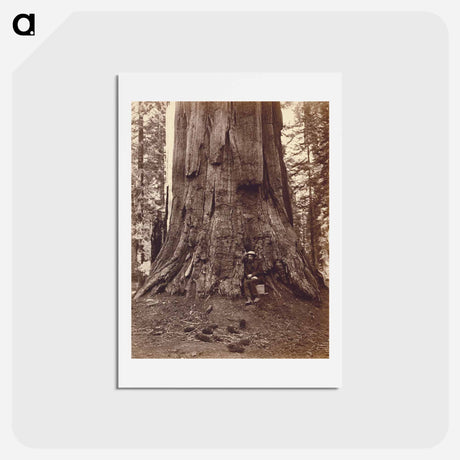 アートポストカード-U.S. Grant Tree
 - エドワード マイブリッジ Postcard.