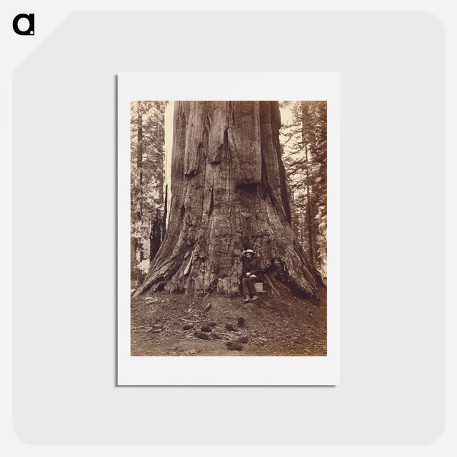 アートポストカード-U.S. Grant Tree
 - エドワード マイブリッジ Postcard.