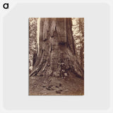 アートポストカード-U.S. Grant Tree
 - エドワード マイブリッジ Postcard.