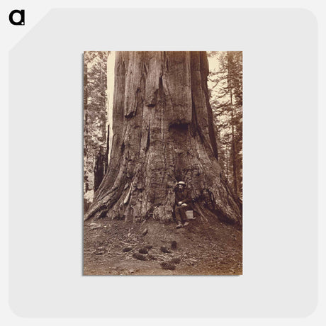 アートポストカード-U.S. Grant Tree
 - エドワード マイブリッジ Postcard.