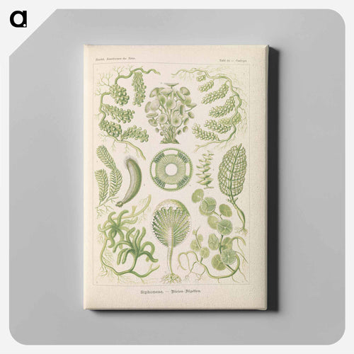 Marine life illustration - エルンスト ヘッケル Canvas.