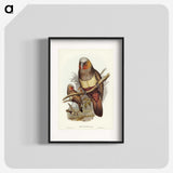 3-62_John-Gould_blk
