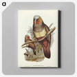 3-62_John-Gould_canvas