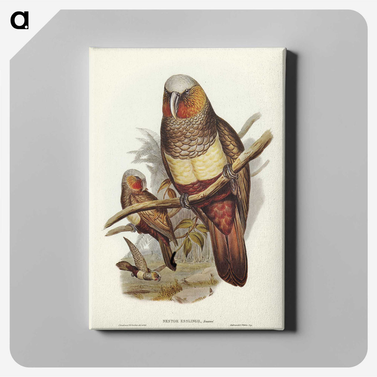 3-62_John-Gould_canvas