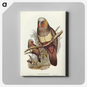 3-62_John-Gould_canvas