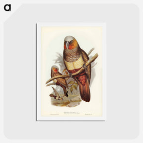 アートポストカード-Prince of Essling's Parrot
 - ジョン グールド Postcard.