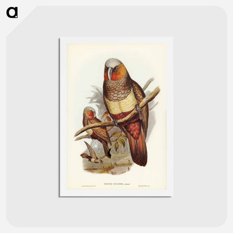 アートポストカード-Prince of Essling's Parrot
 - ジョン グールド Postcard.