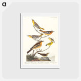 アートポストカード-Birds of America
 - ジョン ジェームス オーデュボン Postcard.