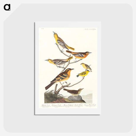 アートポストカード-Birds of America
 - ジョン ジェームス オーデュボン Postcard.