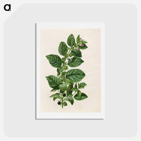 アートポストカード-Atropa Belladonna
 - マリア ジビーラ メーリアン Postcard.