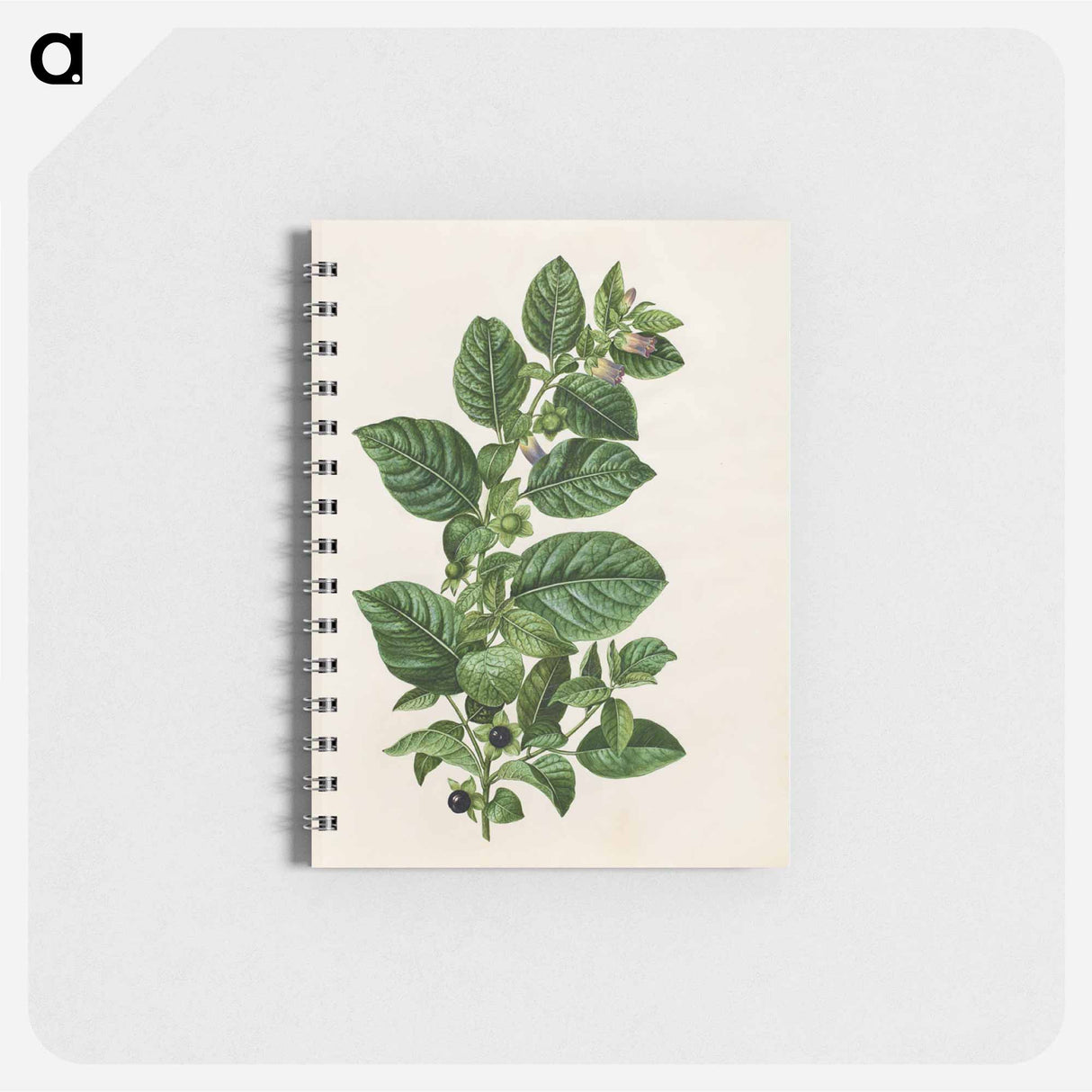 アートメモ帳-Atropa Belladonna
 - マリア ジビーラ メーリアン Memo.