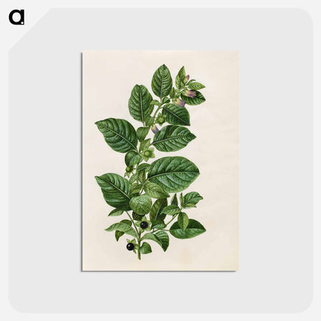 アートポストカード-Atropa Belladonna
 - マリア ジビーラ メーリアン Postcard.