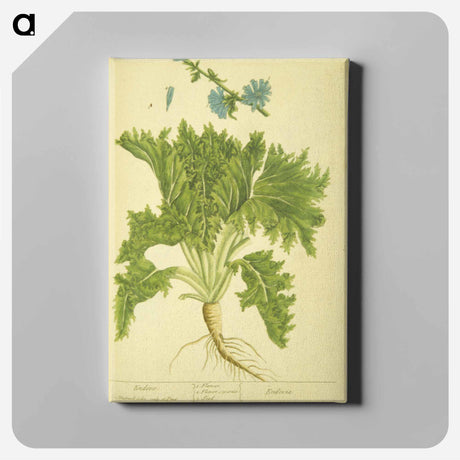 アートパネル-Endivia
 - 国立医学図書館 Canvas.