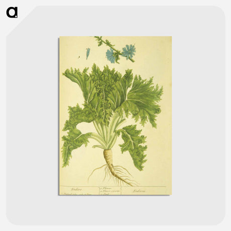 アートポストカード-Endivia
 - 国立医学図書館 Postcard.