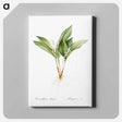 アートパネル-Lily of the valley - ピエール ジョゼフ ルドゥーテ Canvas.