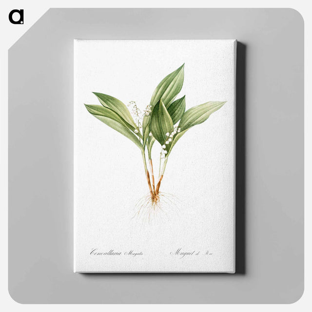 アートパネル-Lily of the valley - ピエール ジョゼフ ルドゥーテ Canvas.