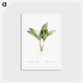 アートポストカード-Lily of the valley - ピエール ジョゼフ ルドゥーテ Postcard.