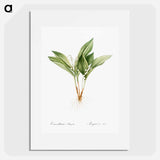 Lily of the valley - Pierre Joseph Redouté Poster.