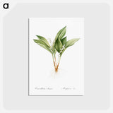 アートポストカード-Lily of the valley - ピエール ジョゼフ ルドゥーテ Postcard.