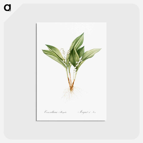 アートポストカード-Lily of the valley - ピエール ジョゼフ ルドゥーテ Postcard.