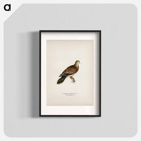 アートポスター-Oriental Turtle Dove
 - スヴェンスカ フォグラル Poster.