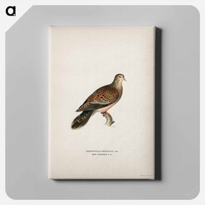 アートパネル-Oriental Turtle Dove
 - スヴェンスカ フォグラル Canvas.