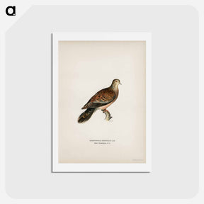 アートポストカード-Oriental Turtle Dove
 - スヴェンスカ フォグラル Postcard.