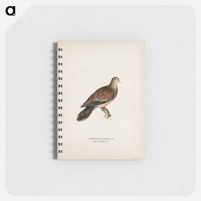 アートメモ帳-Oriental Turtle Dove
 - スヴェンスカ フォグラル Memo.