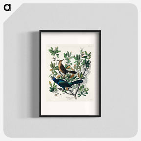 アートポスター-Boat-tailed Grackle from Birds of America
 - アメリカの鳥たち Poster.